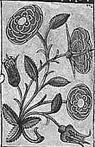 Tudor roses